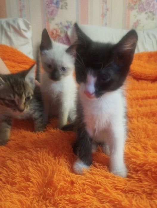 Отдам котят в хорошие руки.