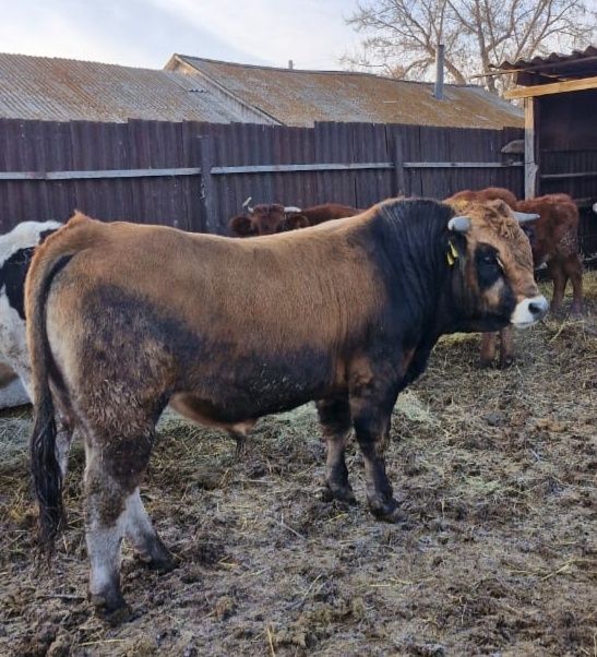 Продается бык обрак