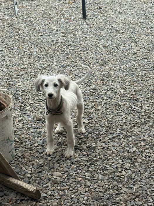 Тазы күшік сатамын