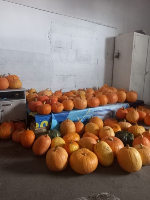 Продам Тыкву 200 тенге кг