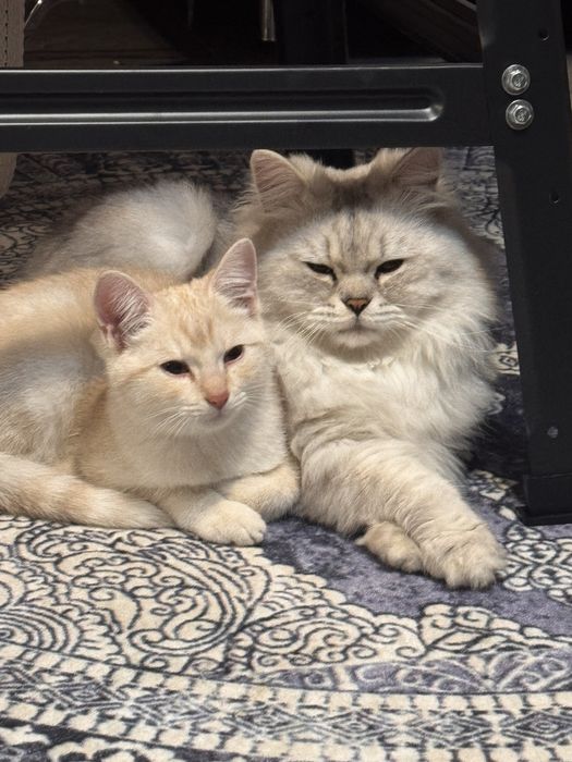 British shorthair silver