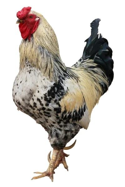 Vând  6 cocoși crescuți la curte