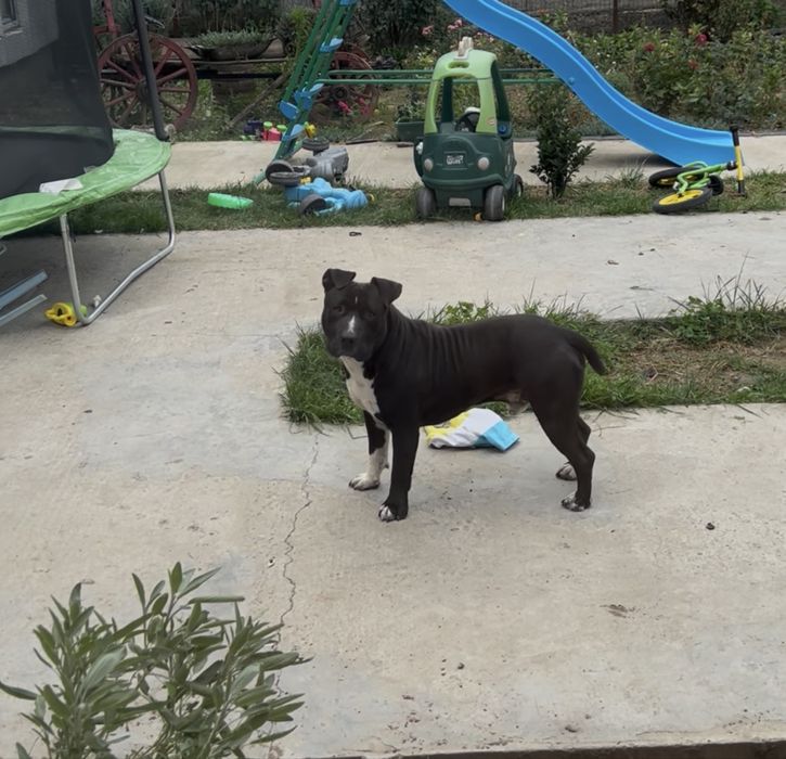 Mascul Amstaff