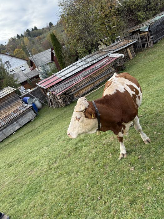 Vând  vacă bălțată românească + vițel angus