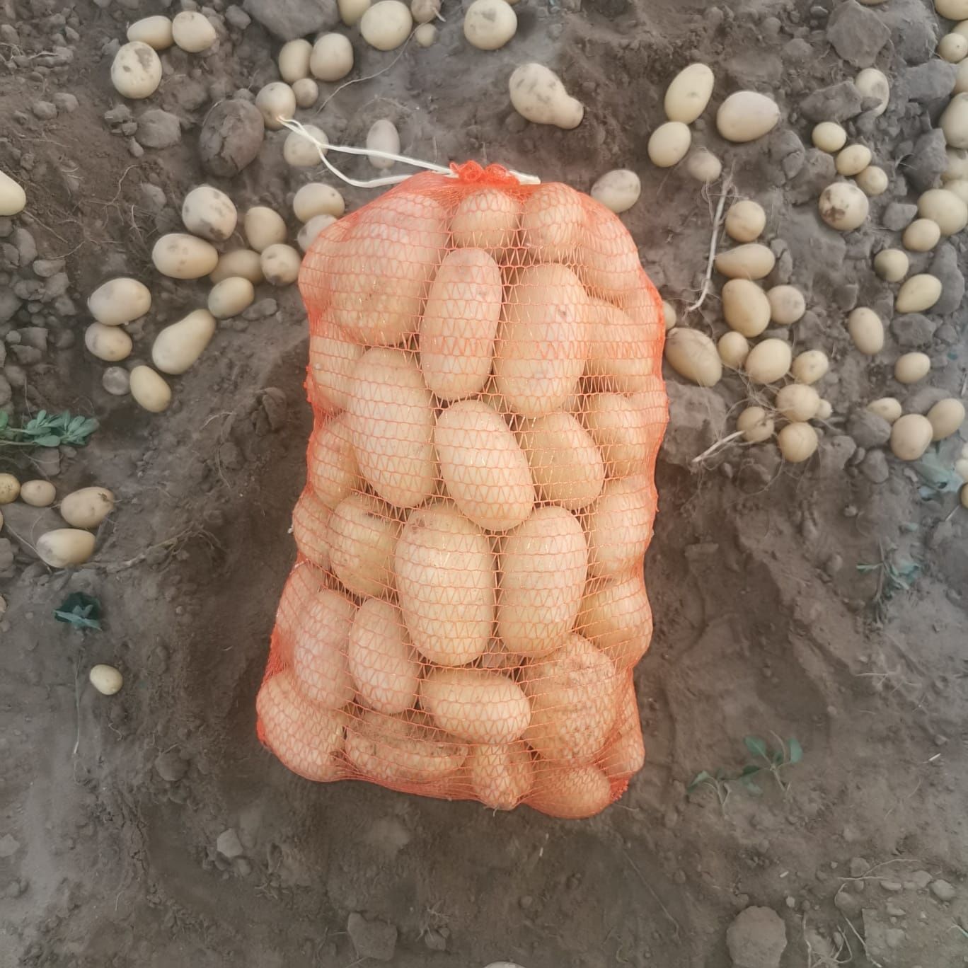 Cartofi Carerra noi de vânzare 1,5i kg