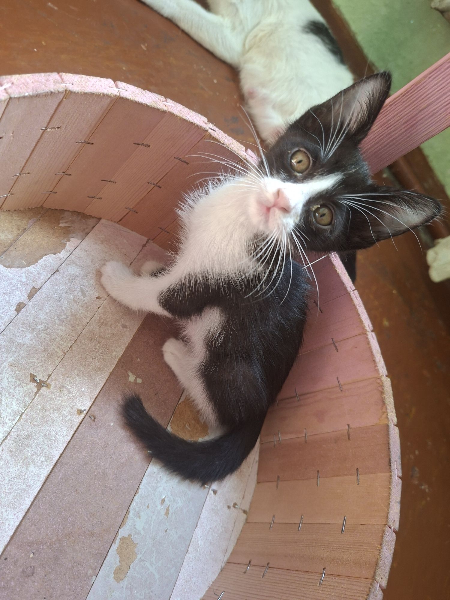 Viloyatlarga ham beriladi