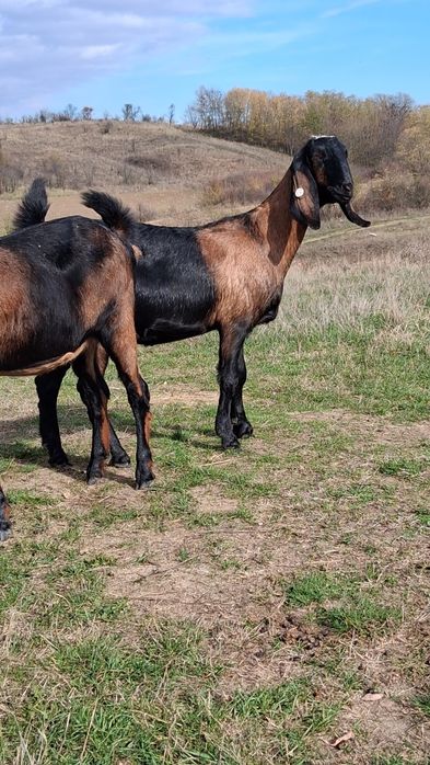 Vând 2capre Anglo Nubiene cu Pedigree