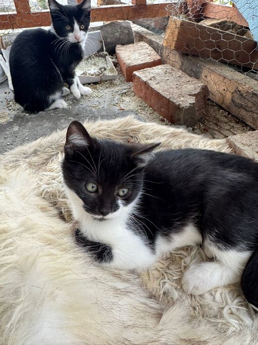 Donez puisor de pisica