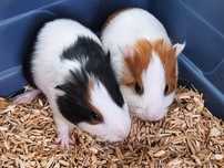 Porcușori de Guinea