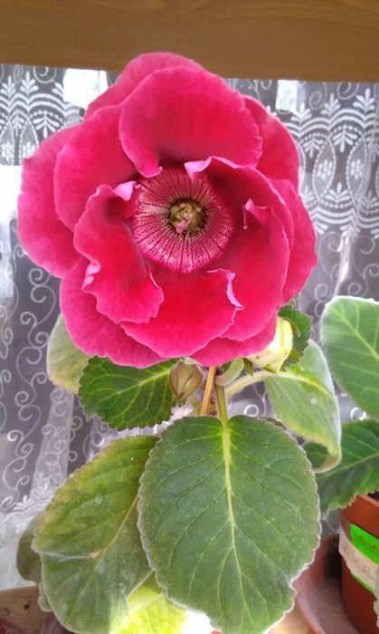 Продаются наборы Глоксиний