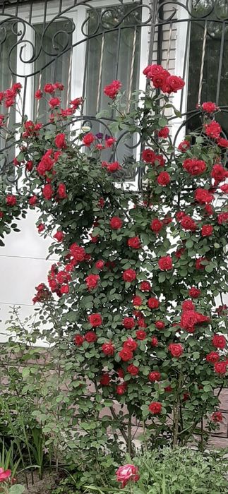 Саженец розы вьющейся