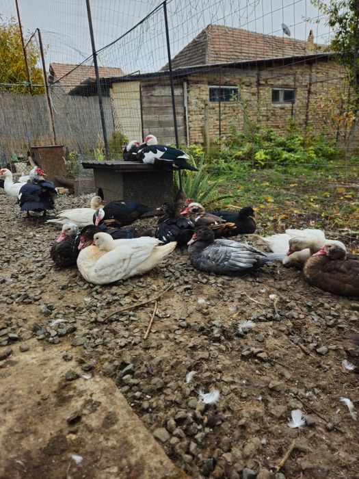 Vand sau schimb rațe mute