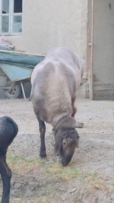 Qõchqor sotiladi