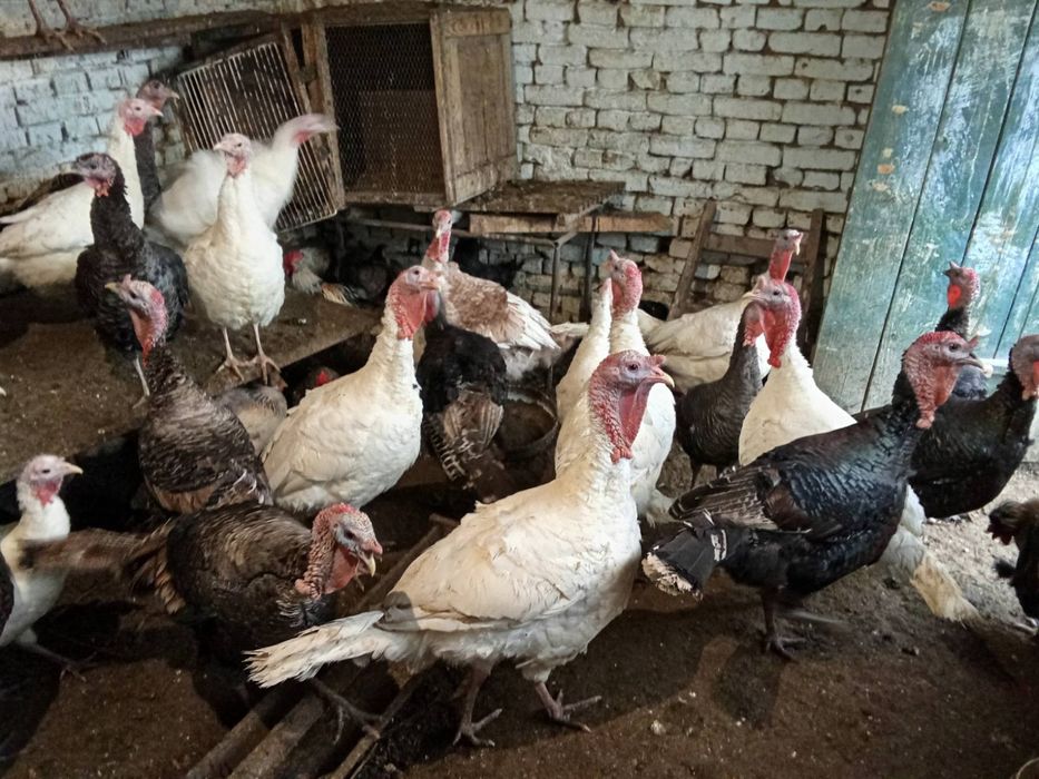 Домашни пуйки и пуяци