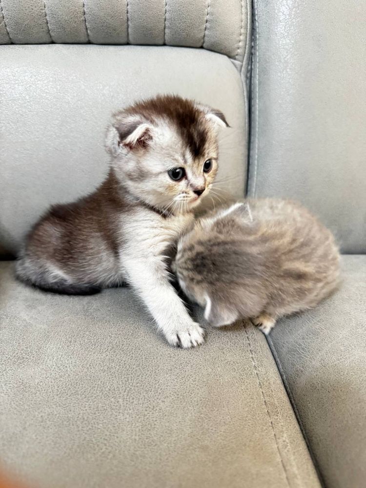 продается котята лю