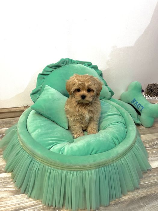 Băiețel Maltipoo – Max, 2,5 luni