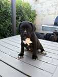 Puiuti cane corso