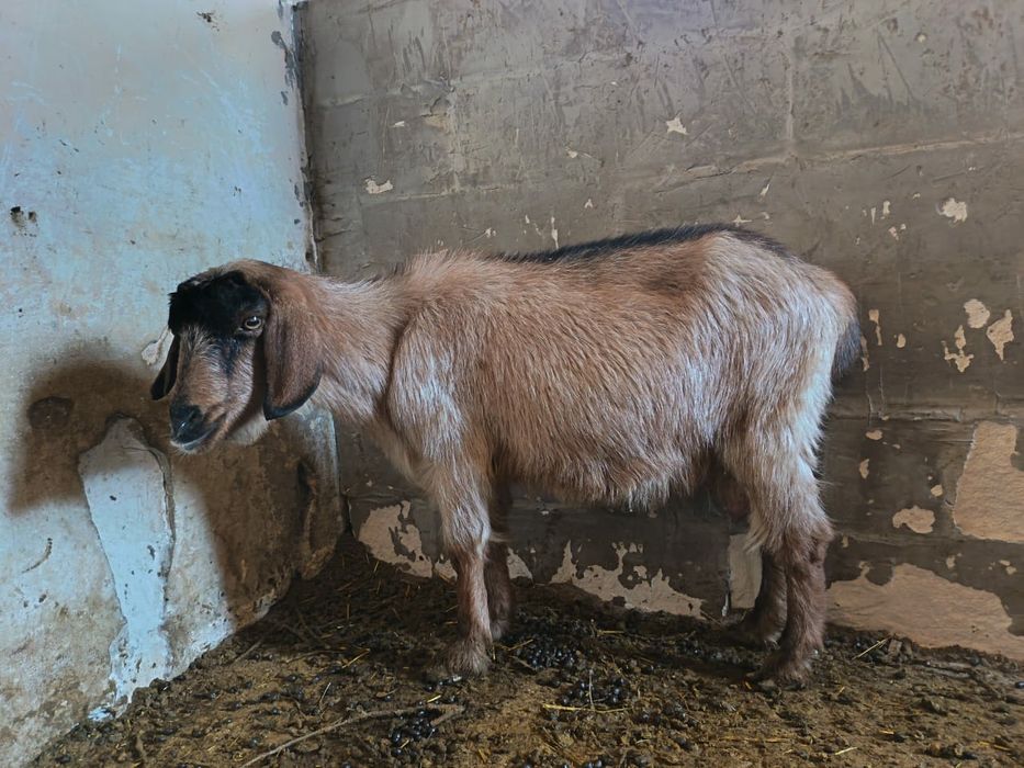 Эчки сотилади...