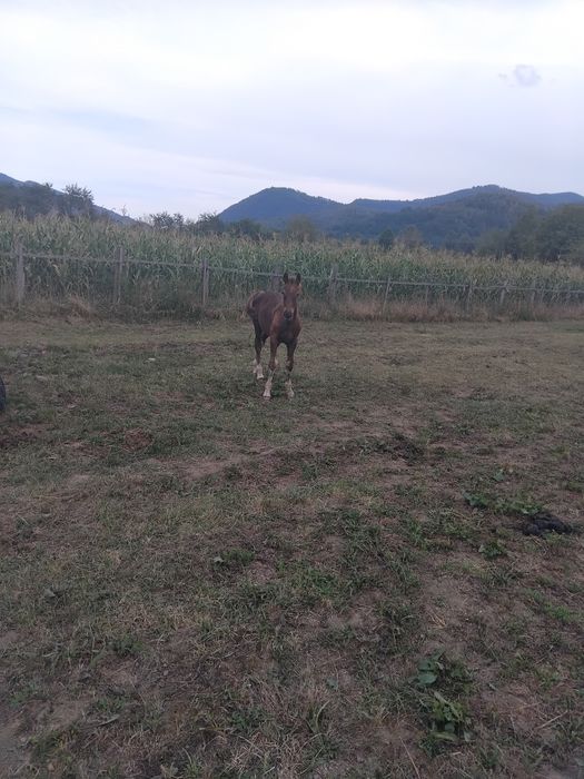 Vând manz de 3 luni