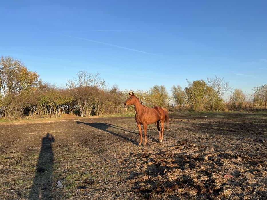 Cal pur sânge englez