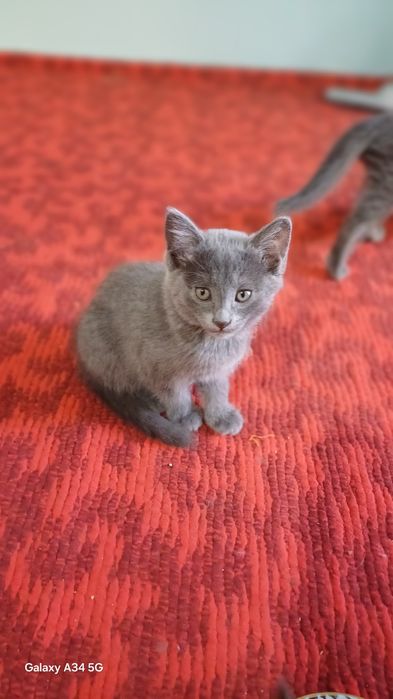 Скоттиш страйд британский пародали мушукча сотилади