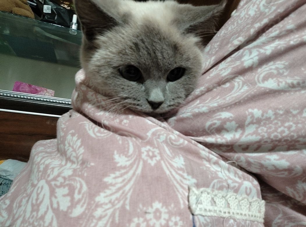 Siam mushugi toza ozoda