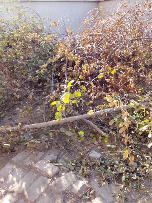 Otinla sotiladi urgachga