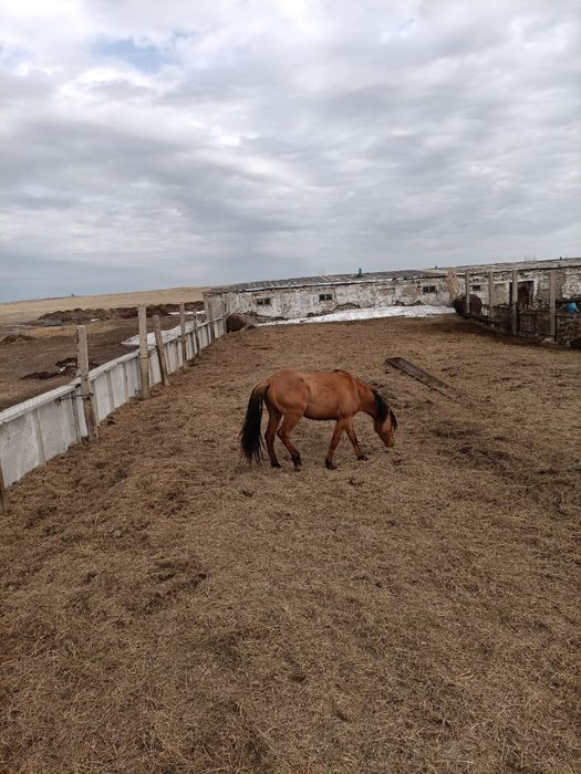 Айғыр сатамын Мұғалжар үйінде жүр