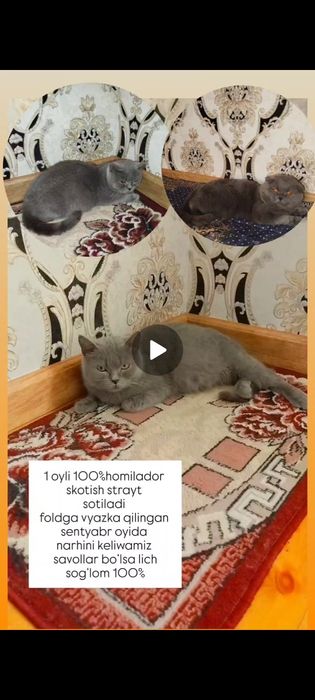 Skotish strayt homilador ona mushuk sotiladi