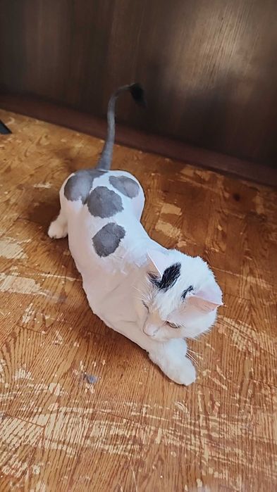 Стрижка кошек и собак на дому