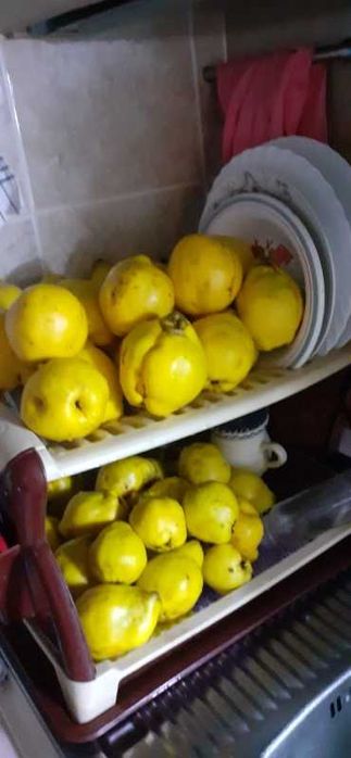 GUTUI galbene naturale,fructe nestropite