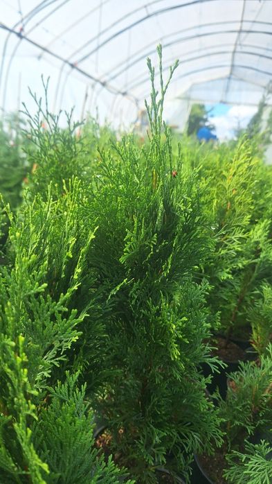 Бързорастящи и вечнозелени растения