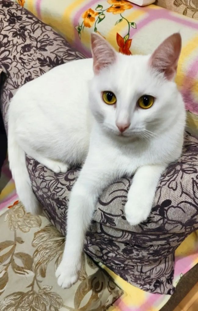Пристраивается котик,7  месяцев