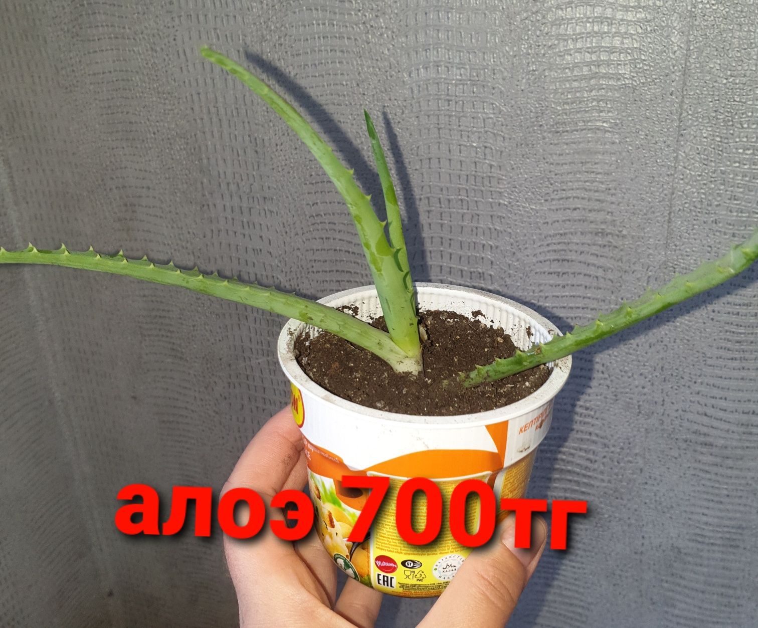 Комнатные растения