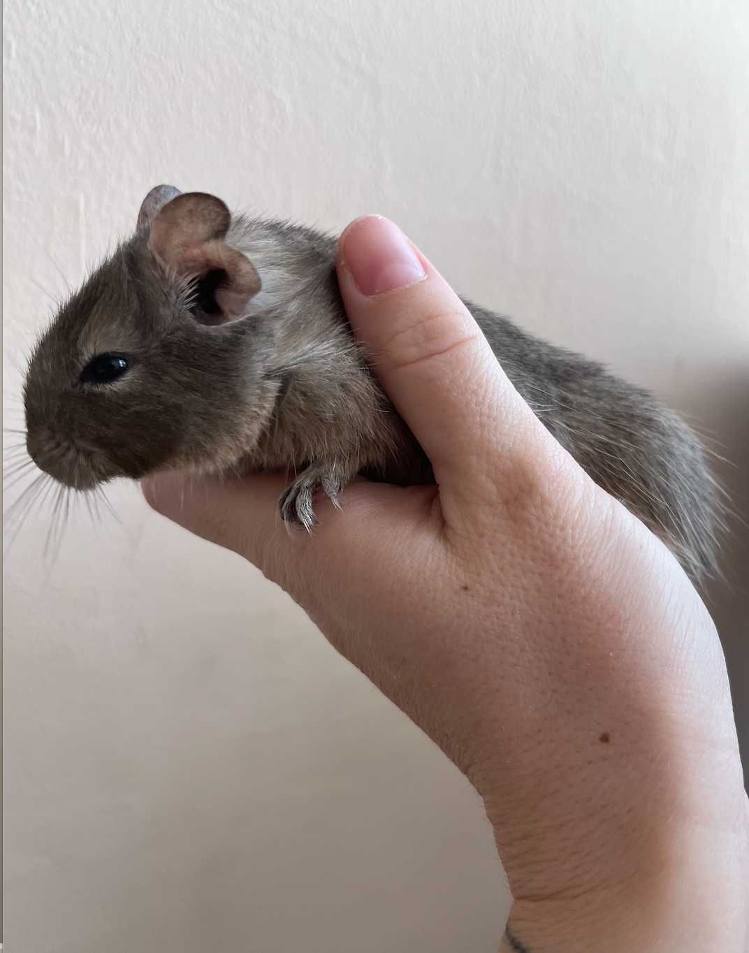 Чилийски катерици дегу (Chilean Degu squirrels) Giving away