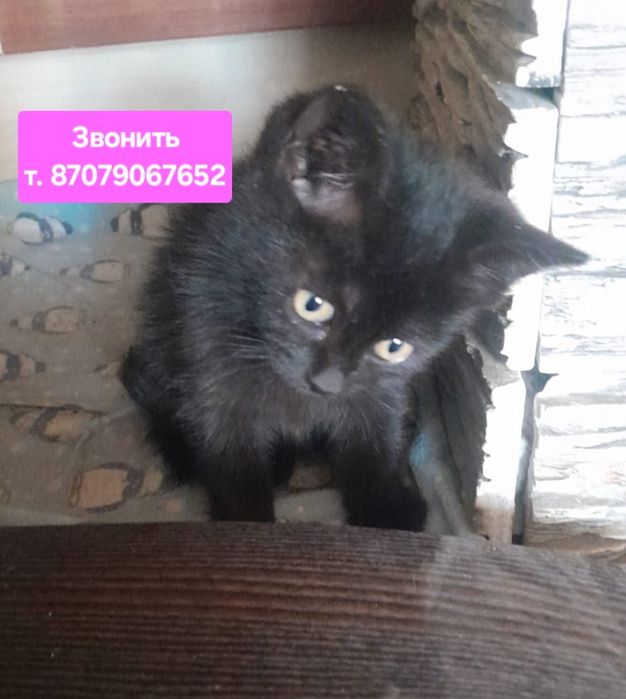 Котёнок 1.5 мес девочка