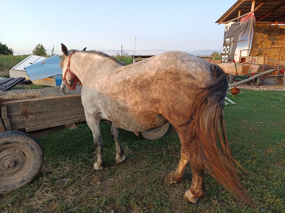 Vând o mânză sură