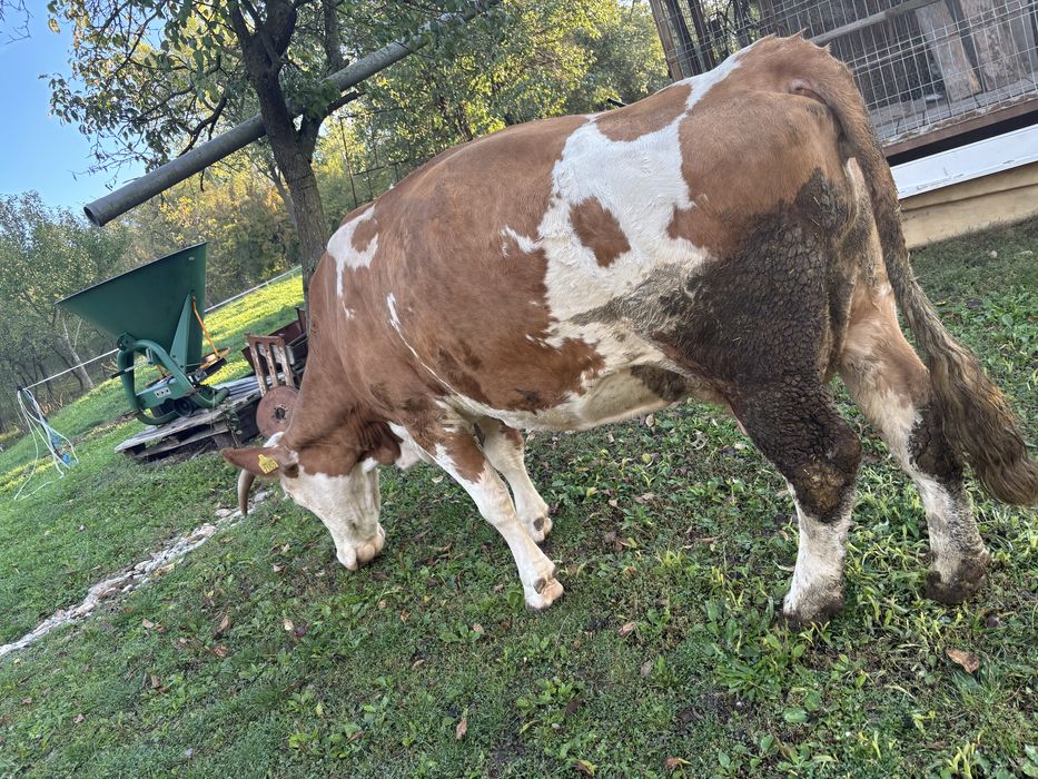 Vand Vaca Baltata Romaneasca 7 ani