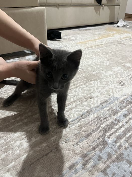 Очеровательная котенок-девочка ишет добрые руки