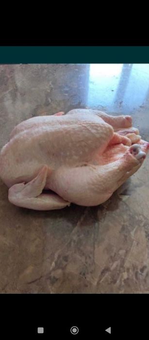 Цыплята бройлер оптом и в розницу