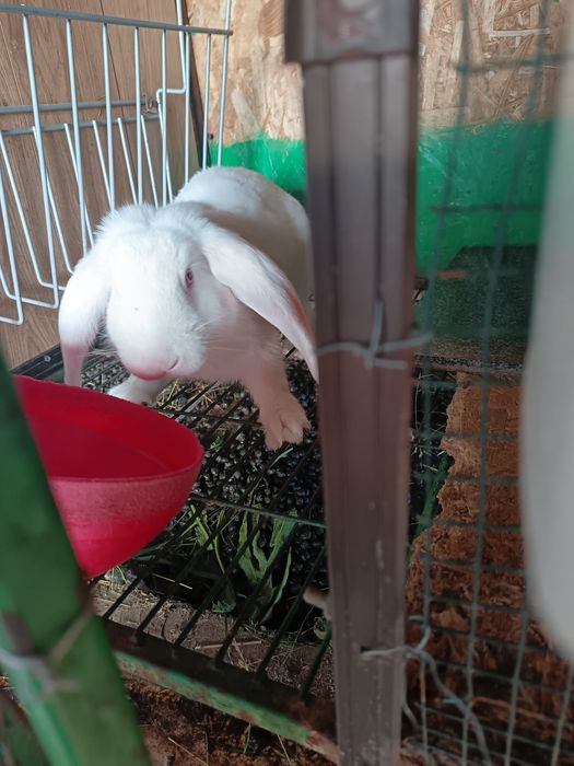 Doua iepuroaice 3luni și jumatate