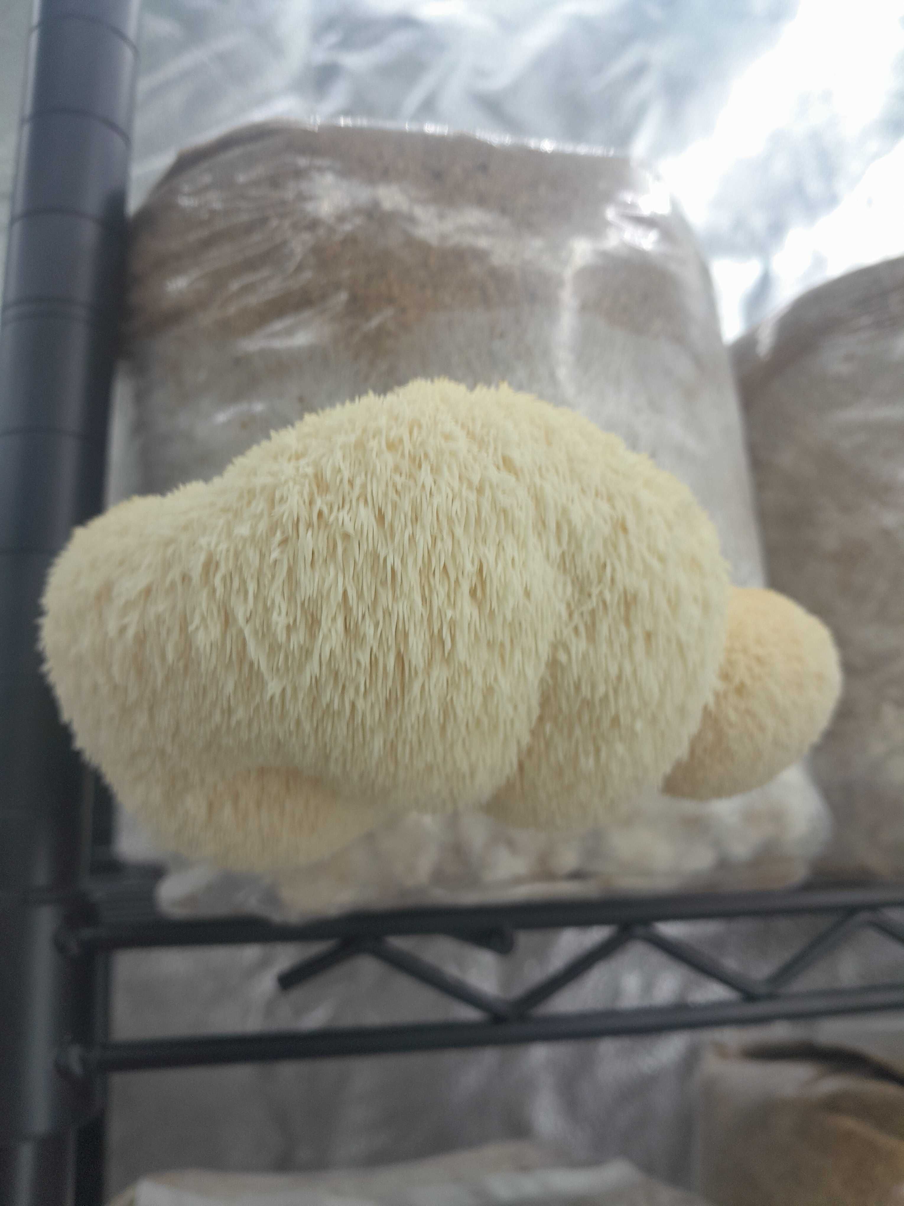 Домашно отгледани гъби Лъвска грива | Fresh Lion's Mane Mushrooms