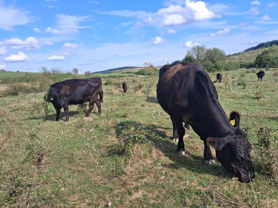 Vand lot de 12 vaci angus
