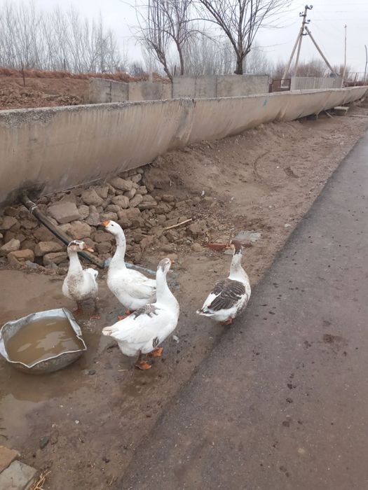 Honaki jaydari gozlar sotladi 1.5yllik