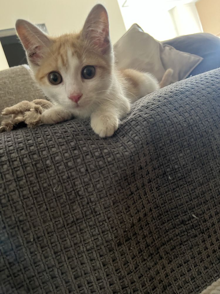 Котенок 3 месяца