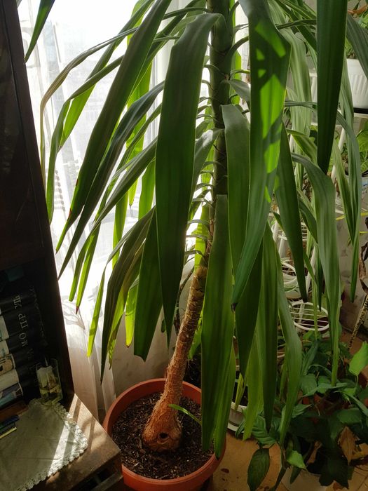 Цвете юка 2.60 метра