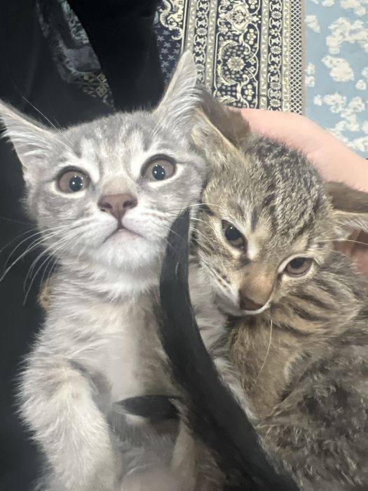 Котики за даром целых 2