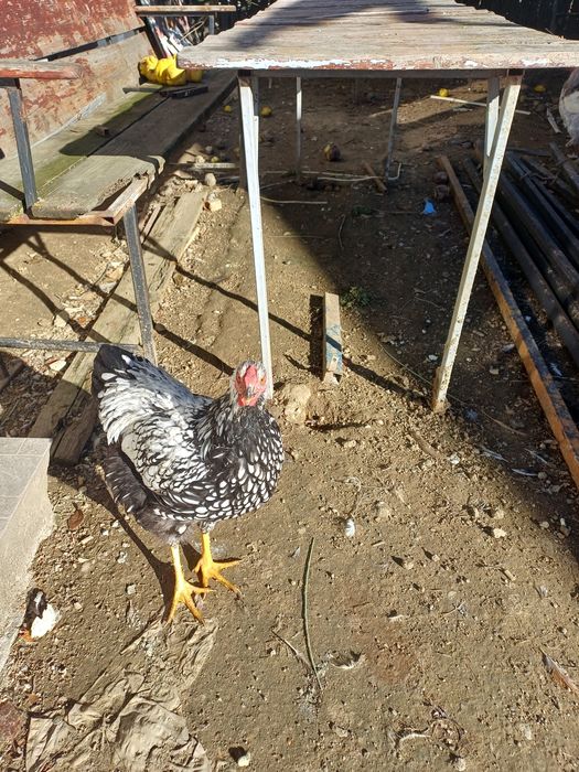 Vând cocoși wyadotte și brahma