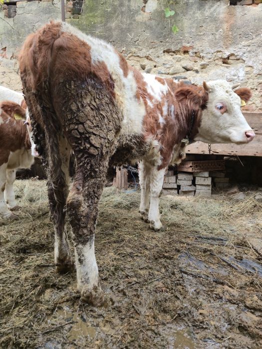 Vand 2 junici baltate