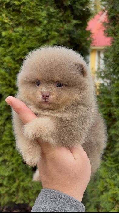 Мини померанский шпиц !